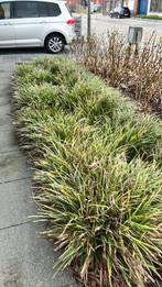 Carex ever gold gratis af te halen, Tuin en Terras, Planten | Tuinplanten, Ophalen