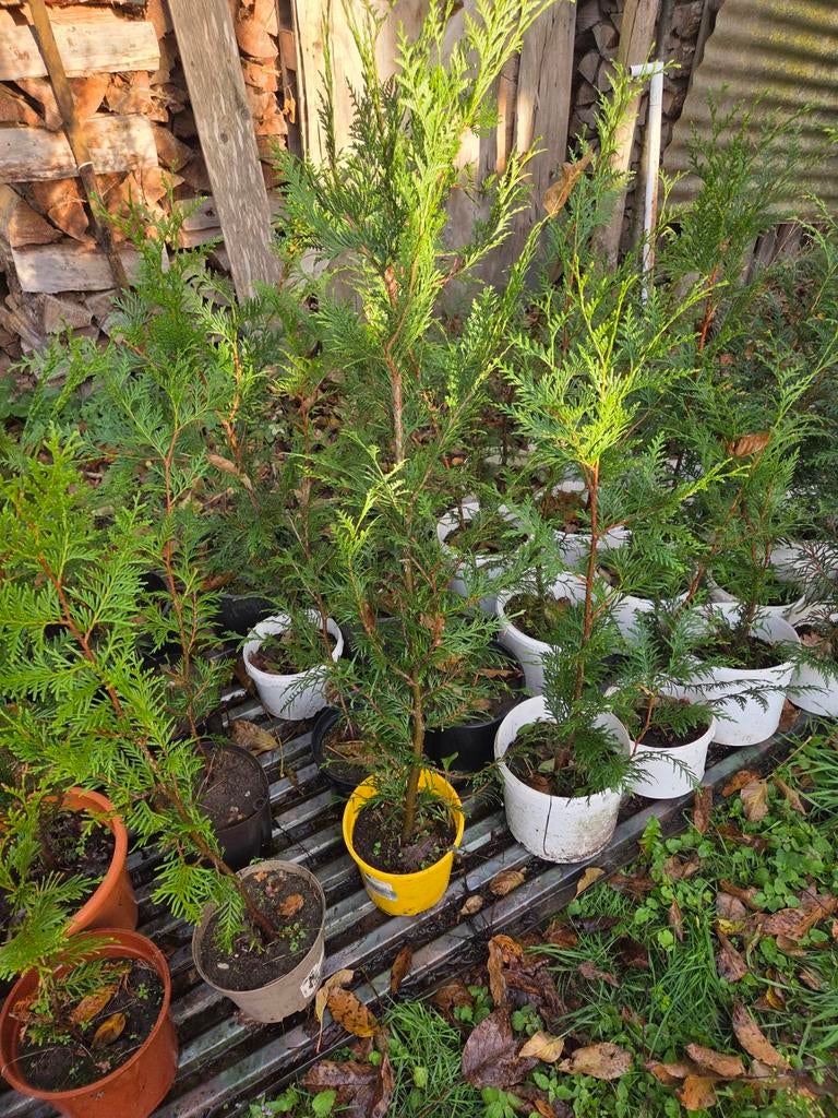 Haag coniferen  altravira, Ophalen, In pot