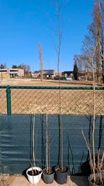 Jonge witte berken in pot, Ophalen, 250 tot 400 cm, In pot