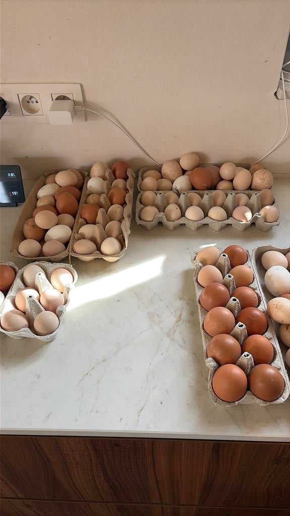 Broed eieren cochin kriel