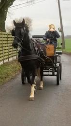 Top brave e pony merrie, Dieren en Toebehoren, Pony's, 11 jaar of ouder, Tuigpony, Merrie, Gechipt