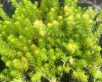 Sedum Elegans, Tuin en Terras, Ophalen