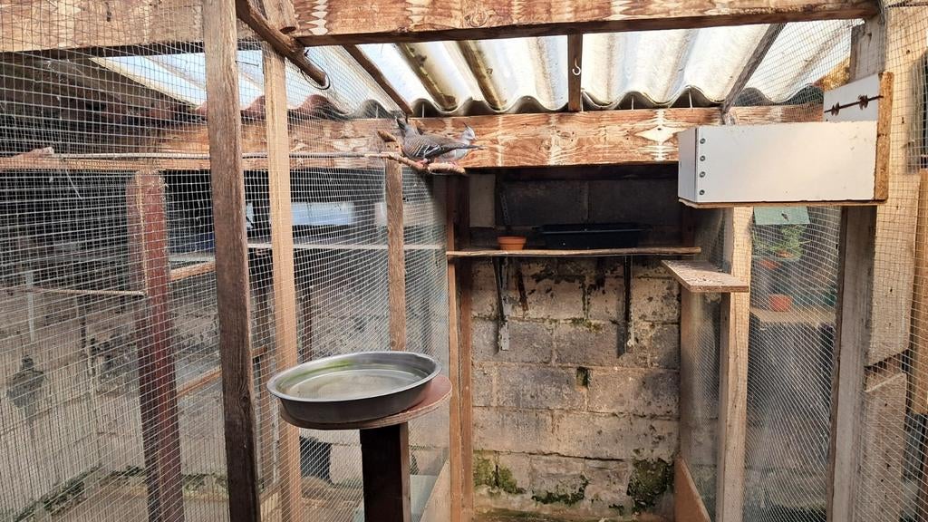 australische kuif  duiven