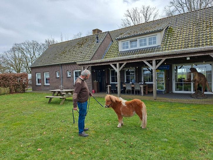 Prachtig mini paardje, Dieren en Toebehoren, Pony's, Merrie, A pony (tot 1.17m), 0 tot 2 jaar, Gechipt, Ontwormd