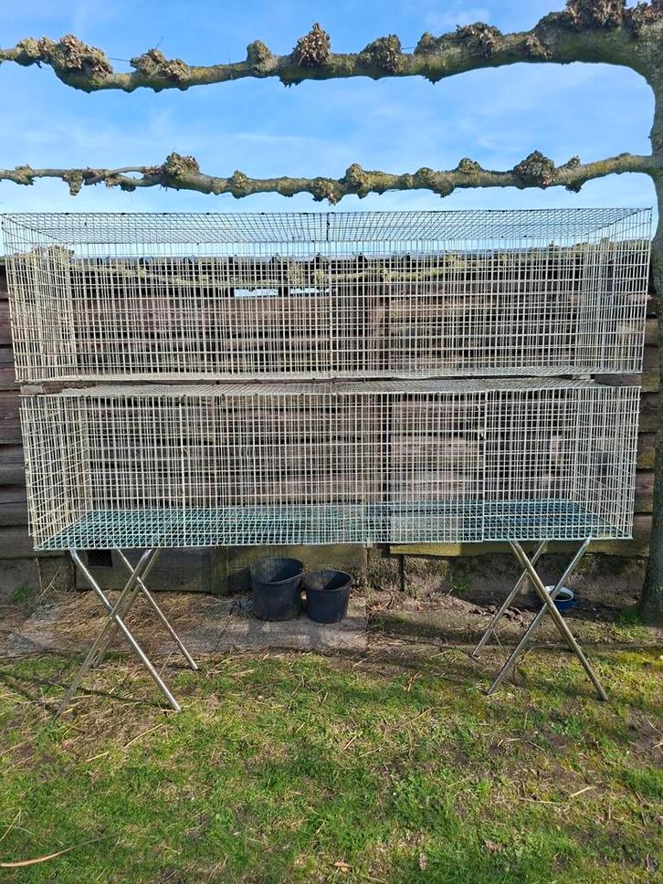 Stevige kattenren, Animaux & Accessoires, Accessoires pour chats, Enlèvement