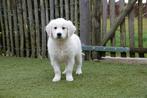 Prachtige Golden retriever pups met stamboom, België, 8 tot 15 weken, Meerdere, Meerdere dieren