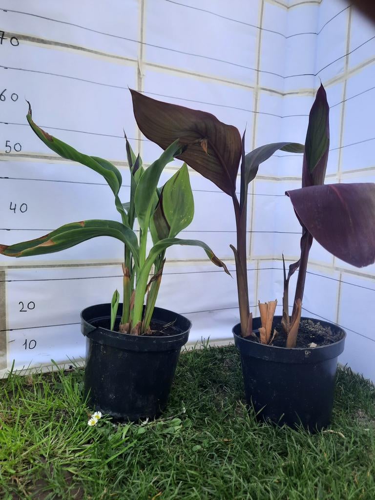 Canna cleopatra, Ophalen