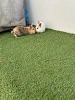 2 konijntjes ter adoptie, Dieren en Toebehoren, Konijnen, Mannelijk, Klein, 0 tot 2 jaar