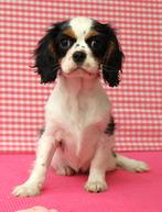 Super leuke Cavalier King Charles pups!, Dieren en Toebehoren, 15 weken tot 1 jaar, Buitenland, Teef, Parvo