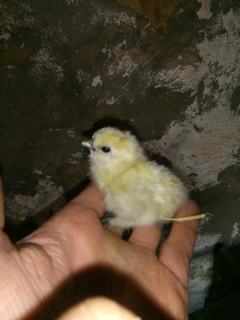 Zijdehoen kuikens, Dieren en Toebehoren, Geslacht onbekend, Kip