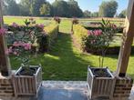 oleander, Ophalen, Zomer, Vaste plant, Volle zon