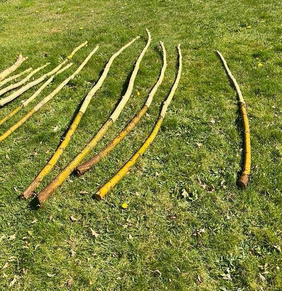 Wilgenpoten salix alba chermesina, Enlèvement