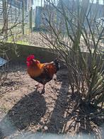 Maran haan, Dieren en Toebehoren, Pluimvee