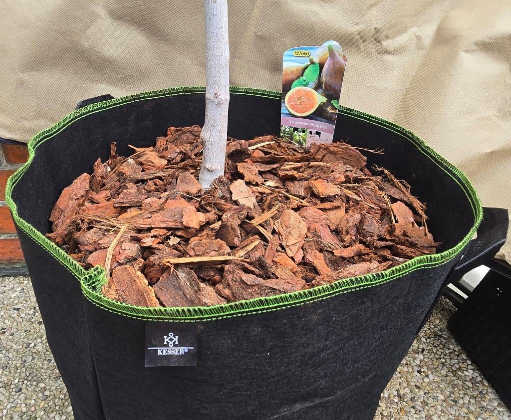 Vijgenboom Ficus Carica 'HARDY FIG', Ophalen, In pot, Herfst, 100 tot 250 cm