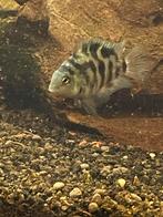 Polar  bleu te koop, Vis, Zoetwatervis, Schoolvis