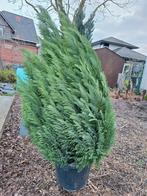 Wintergroene boom - Californische cipres, Ophalen