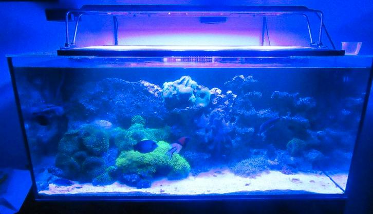 ZEERIFAQUARIUM, Dieren en Toebehoren, Vissen | Aquaria en Toebehoren, Gebruikt, Gevuld zeewateraquarium, Pomp, Ophalen