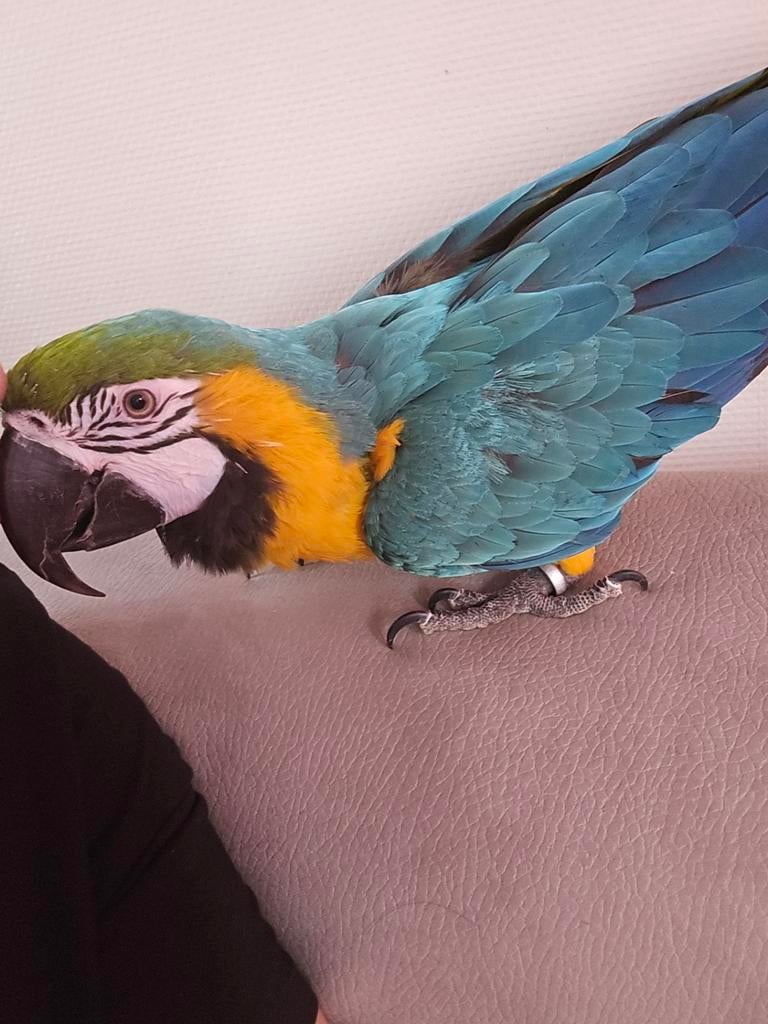 Ara arouana femelle sur liege a vendre ou echange, Animaux & Accessoires, Femelle
