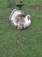 ronquière kalkoen, Dieren en Toebehoren, Pluimvee, Mannelijk, Kalkoen