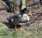 Grote eend (eend van Vorst), Mâle, Canard