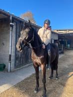 Brave springgefokte ruin, Dieren en Toebehoren, Springpaard, Met stamboom, Ruin, Zadelmak