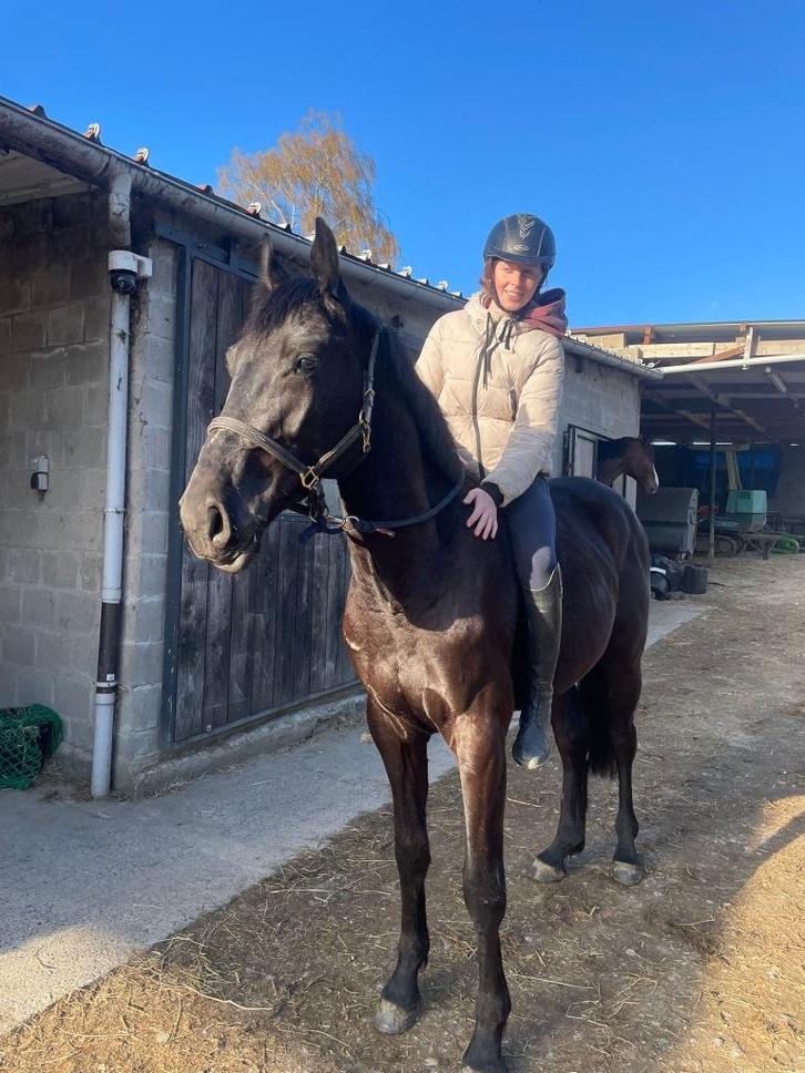 Brave springgefokte ruin, Animaux & Accessoires, Chevaux, Hongre, Débourré, 160 à 165 cm, 3 à 6 ans, Cheval de saut, Avec pedigree