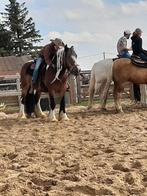 Irish cob 3 kleuren, Animaux & Accessoires, Chevaux, 11 ans ou plus, Hongre, Moins de 160 cm, Avec pedigree