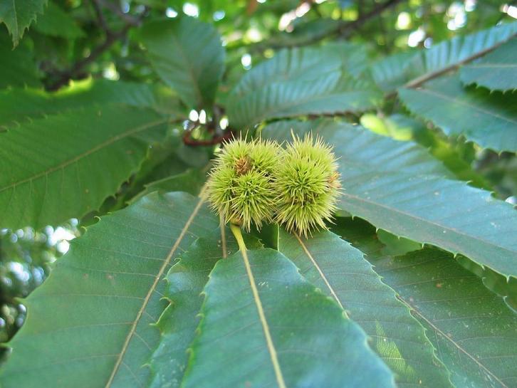 Tamme Kastanjeboom (Castanea sativa), Tuin en Terras, Planten | Bomen, Halfschaduw, Zomer, Ophalen