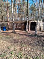 Paardenweide met stalling te huur te westerlo, Stalling