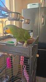 Oranjevleugel amazone 2 jaar oud
