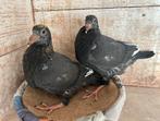 Zwarte/moren vd 2de Ronde, Dieren en Toebehoren, Vogels | Duiven, Meerdere dieren, Postduif