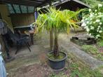 winterharde palm tracycarpus, Tuin en Terras, Ophalen