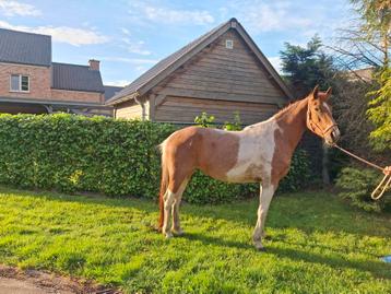 Mooie d pony  beschikbaar voor biedingen