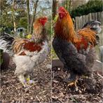 Oeufs fecondés brahma pmdb, Animaux & Accessoires, Poule ou poulet