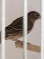 Te koop koppel Roodmussen, Dieren en Toebehoren, Vogels | Overige Vogels