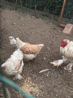Brahma goud-wit kuikens, Dieren en Toebehoren, Pluimvee, Meerdere dieren, Kip