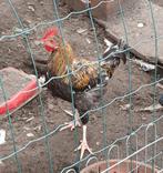 Mooie jonge haan van 2025, Dieren en Toebehoren, Pluimvee