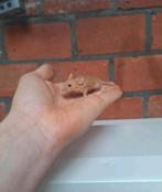 Jonge Engelse showtyp kleurmuisjes, handtam, vele kleuren., Domestique