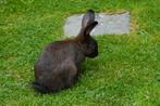 Nest jonge konijnen te koop 2,5 maand oud, Dieren en Toebehoren, Konijnen, Meerdere dieren, Groot, 0 tot 2 jaar