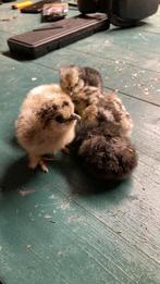 Usa zijdehoen  kuikens eendags, Dieren en Toebehoren, Pluimvee