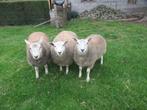 dekrammen te koop, Dieren en Toebehoren, Schapen, Geiten en Varkens, Mannelijk, Schaap, 0 tot 2 jaar