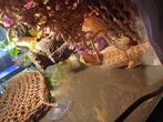 Koppel baardegaam, Dieren en Toebehoren, Reptielen en Amfibieën, Hagedis, Met terrarium, 0 tot 2 jaar