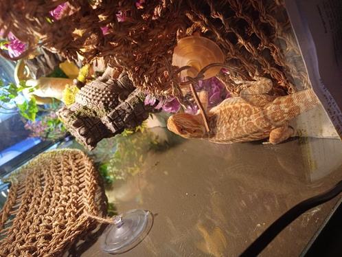 Koppel baardegaam, Dieren en Toebehoren, Reptielen en Amfibieën, Hagedis, 0 tot 2 jaar, Met terrarium, Tam