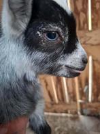 Dwerggeitje, Dieren en Toebehoren, Mannelijk, Geit, 0 tot 2 jaar