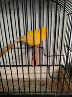 Fife fancy kanarie, Dieren en Toebehoren, Vogels | Kanaries, Meerdere dieren, Postuurkanarie