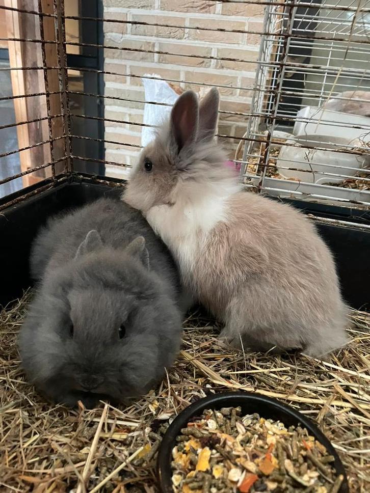 Jeunes lapins nains (têtes de lions), Animaux & Accessoires, Lapins, Petit