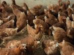 Legkippen, Dieren en Toebehoren, Pluimvee