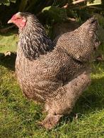 Brahma groothoender kippen jonge hennen beschikbaar, Dieren en Toebehoren, Pluimvee, Vrouwelijk, Kip