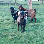 Boergeiten, Dieren en Toebehoren, Schapen, Geiten en Varkens