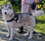 siberische husky reu, Dieren en Toebehoren, Honden | Poolhonden, Keeshonden en Oertypen, België, Fokker | Hobbymatig, Reu, CDV (hondenziekte)